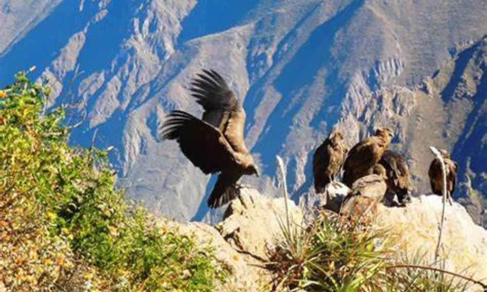 COLCA FULL FAY