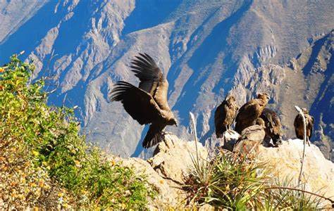 COLCA CAÑON 2 DIAS