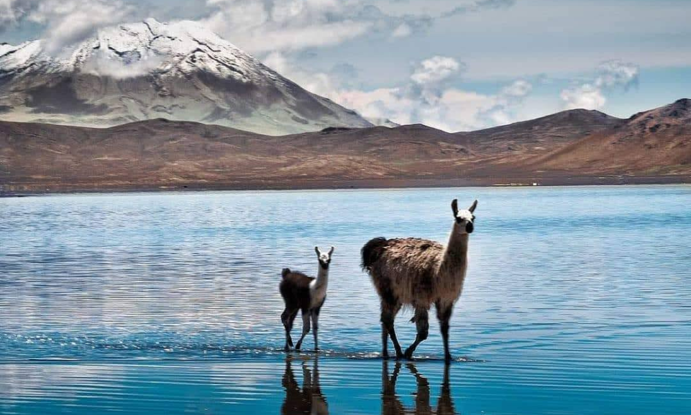 RESERVA DE SALINAS ( SALAR) HALF DAY